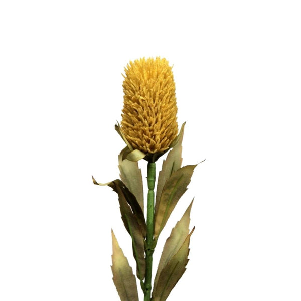 Yellow Protea Bud Vranckx