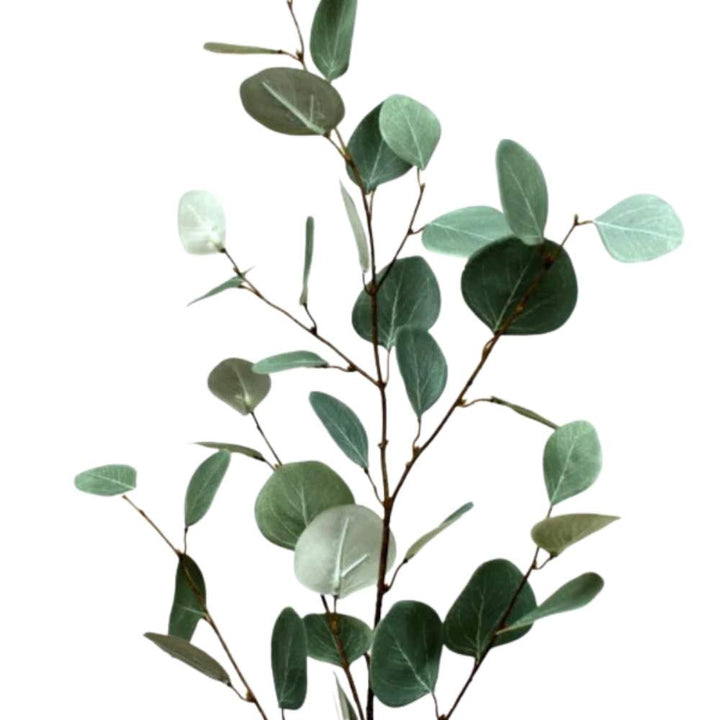 eucalyptus spray 1