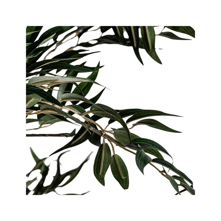 ficus plant