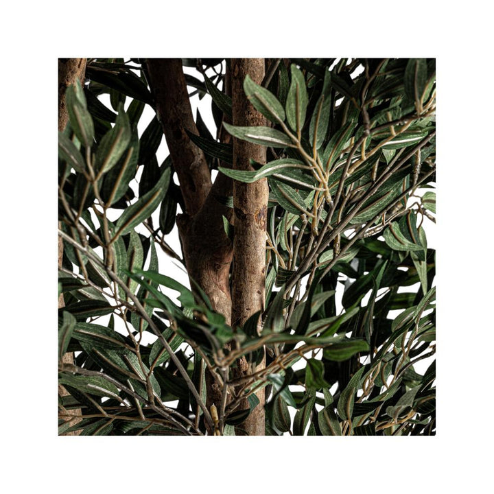 ficus plant
