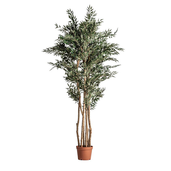 ficus plant