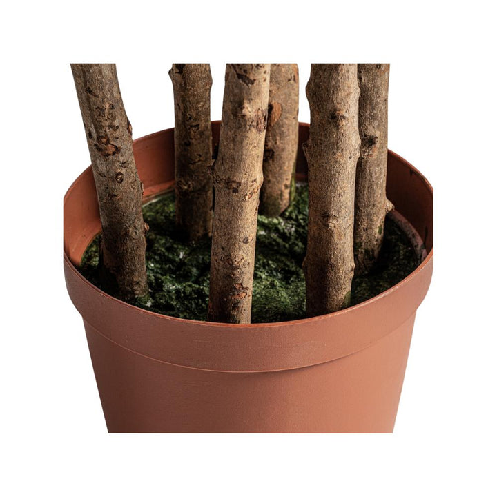 ficus plant