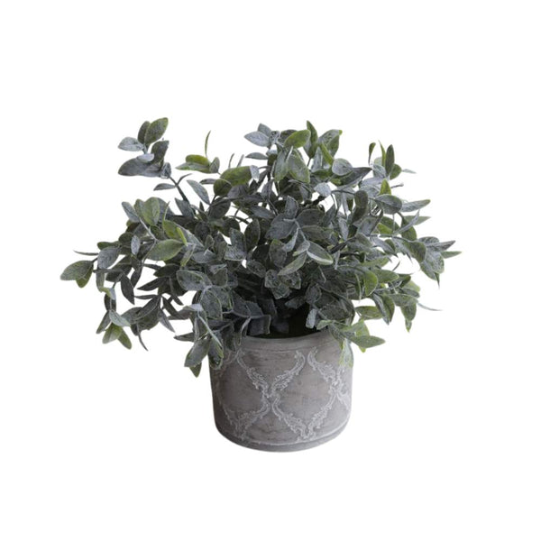Sage in Grey Pot