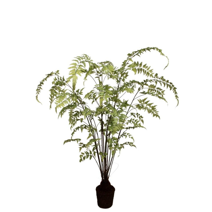 Potted Fern 190cm Vranckx