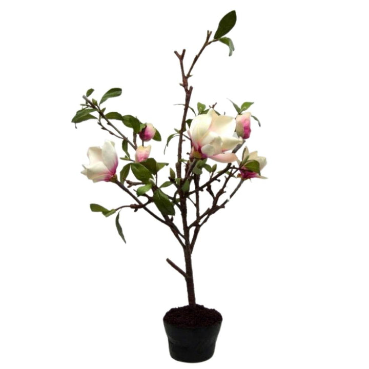 Magnolia Tree Vranckx