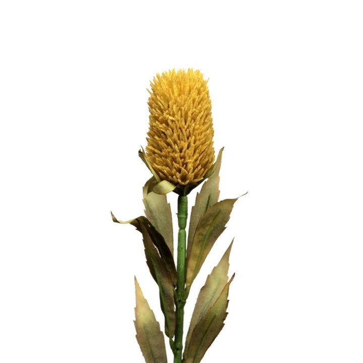 Yellow Protea Bud Vranckx