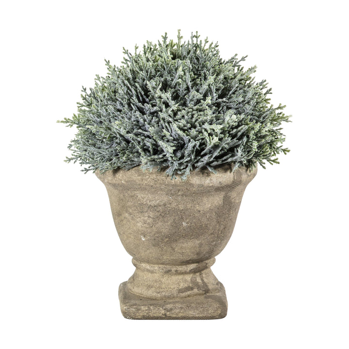 Cypress with Stone Effect Urn Gallery Direct
