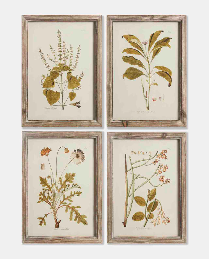 Small Botanical Print with Dark Frame - set of 4 The Vintage Garden Room