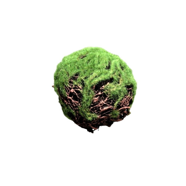 Small Moss Ball Vranckx