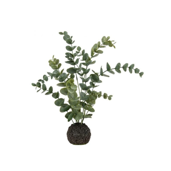 Eucalyptus in Soil - Pod Furniture Ireland