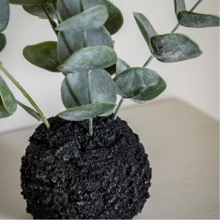 Eucalyptus in Soil - Pod Furniture Ireland