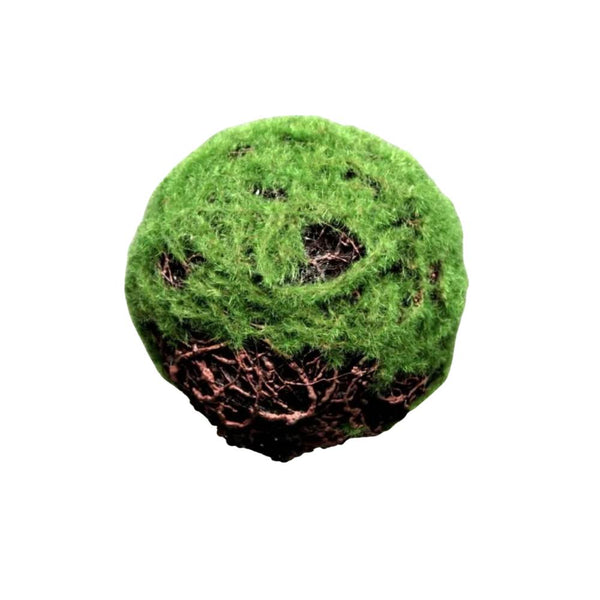 Moss Ball - Green - Medium Light & Living