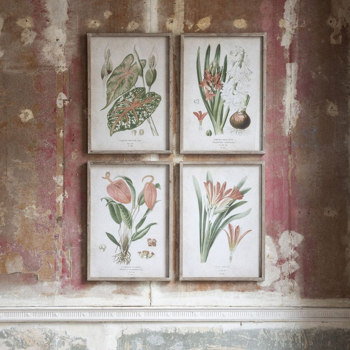 Brook Set of 4 Red Botanical Framed Prints - Pod Furniture Ireland