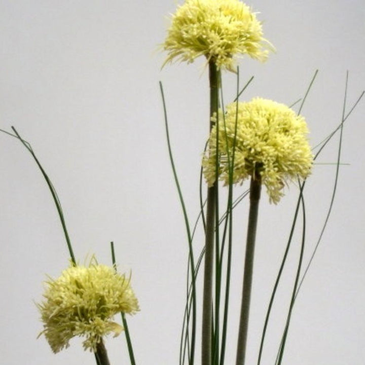 Allium Spray Vranckx