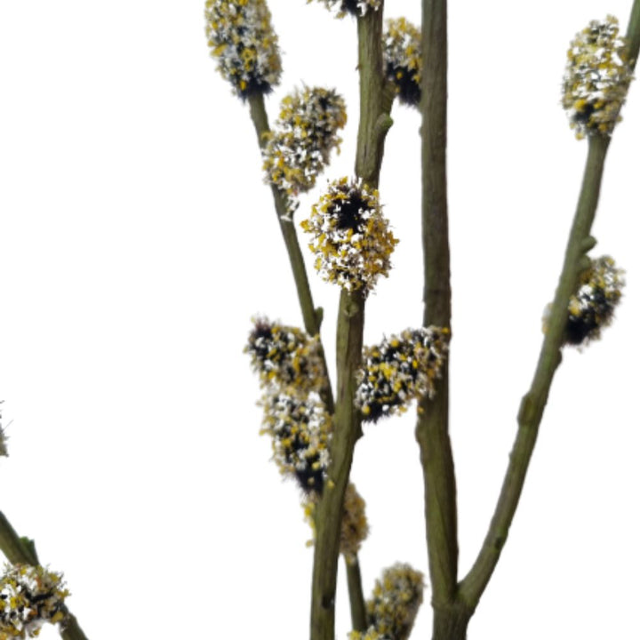 Pussy Willow Branch 125cm Silk Ka
