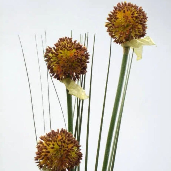 Thistle Brown Vranckx