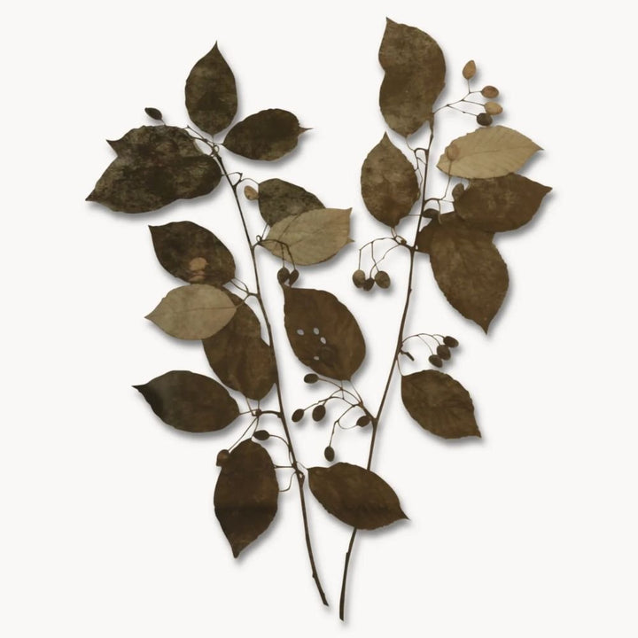 Brook Set of 2 Leaf Framed Prints - Pod Furniture Ireland