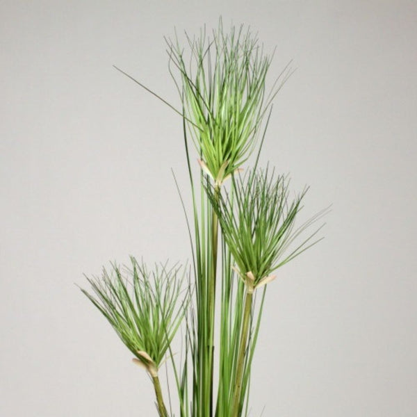 Papyrus Plant Vranckx