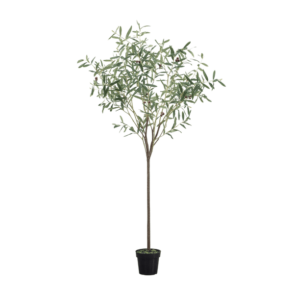 Large Olive Tree Green Gallery Direct