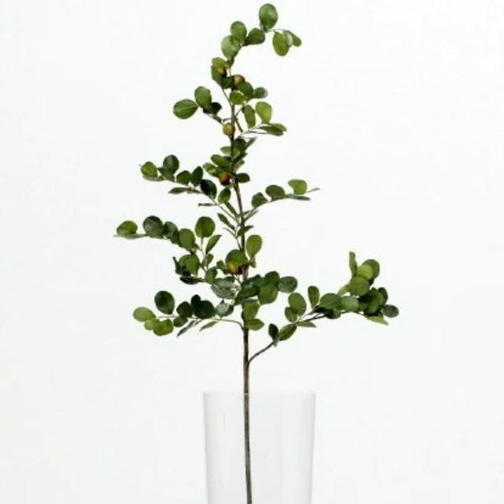 Tea Leaf Vranckx