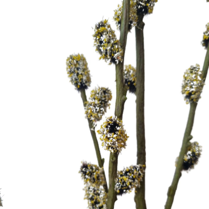 Pussy Willow Branch 125cm Silk Ka