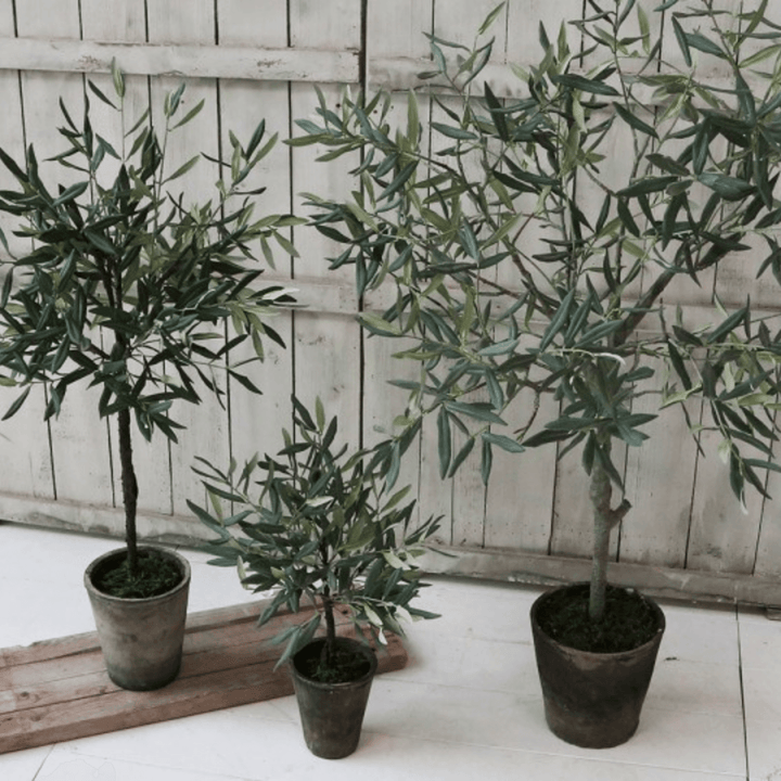 Fleur Olive Tree in Ceramic Flowerpot Chic Antique