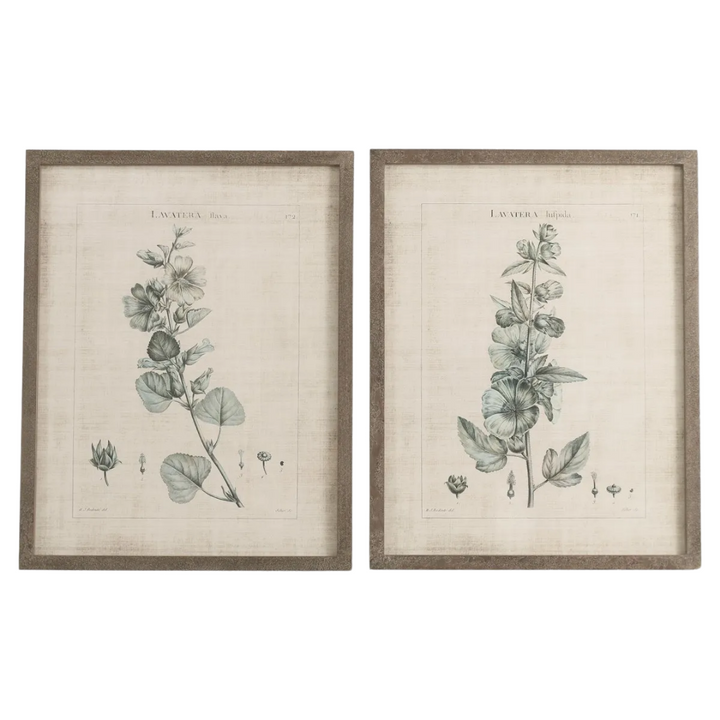 Set of 2 Lavatera Framed Prints one world